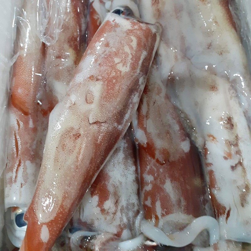Calamares frescos de Galicia